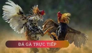 Hướng Dẫn Cách Chơi Đá Gà WS168 Tại 69VN Hấp Dẫn Nhất