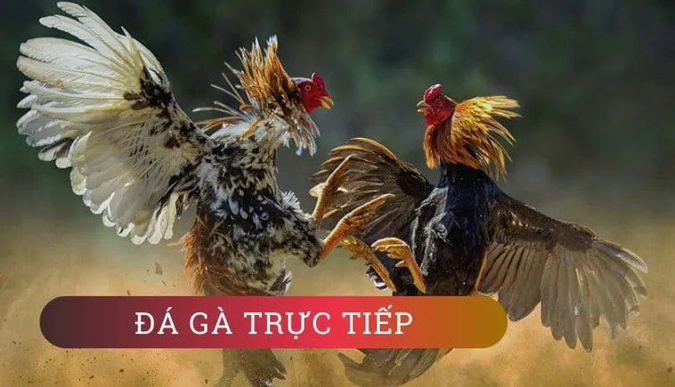 Hướng Dẫn Cách Chơi Đá Gà WS168 Tại 69VN Hấp Dẫn Nhất