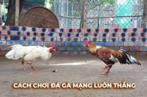 Cách Chơi Đá Gà Sabong Tại 69VN Hấp Dẫn Nhất 2025