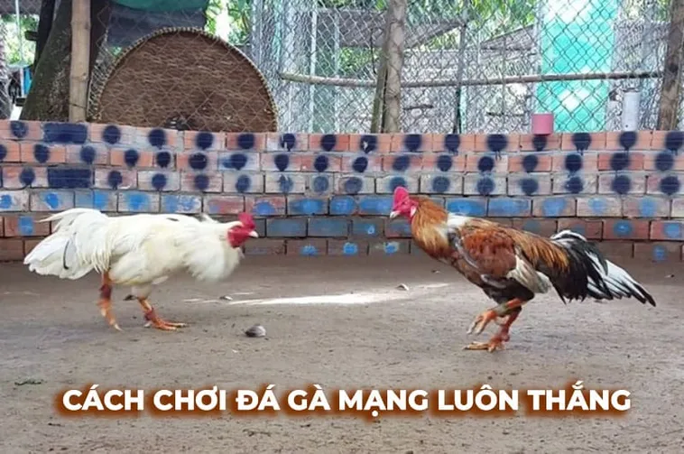 Cách Chơi Đá Gà Sabong Tại 69VN Hấp Dẫn Nhất 2025